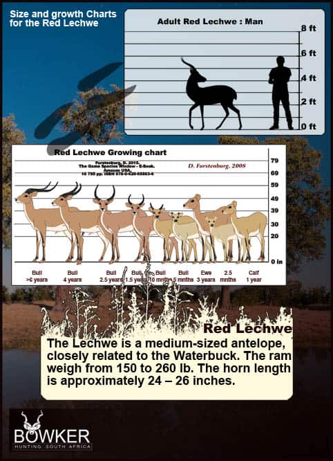 Red Lechwe Hunting. All You Need to Know About Lechwe Hunts 41 Size and growth chart.
