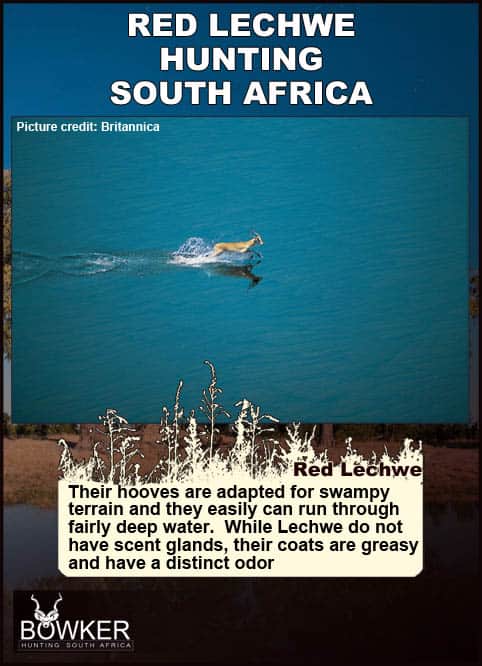 Red Lechwe Hunting. All You Need to Know About Lechwe Hunts 39 Red Lechwe in water. Red Lechwe have adapted hoover for running in water.