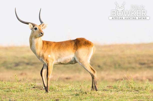 Shot placement should be on the bottom third of the shoulder for red lechwe hunting. Shot placement should be on the bottom third of the shoulder.