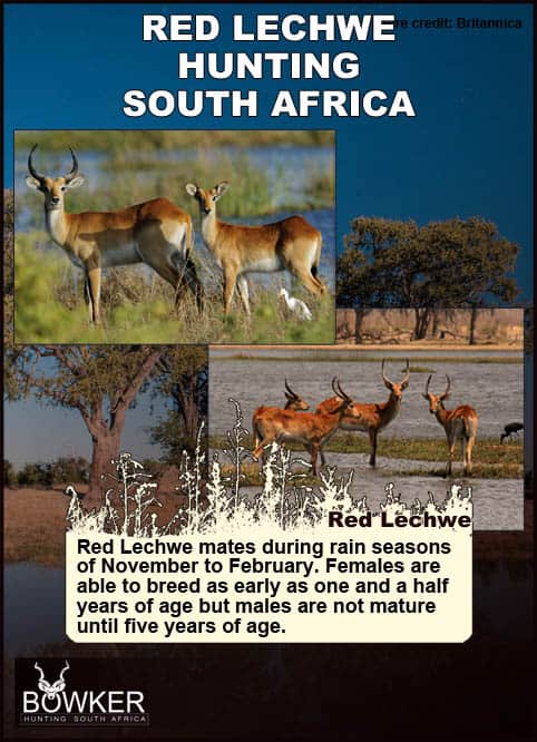 Red Lechwe Hunting. All You Need to Know About Lechwe Hunts 37 Red Lechwe Breeding habits. Red lechwe standing in the savanna.