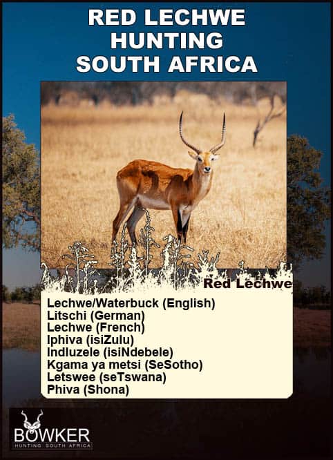 Red Lechwe Hunting. All You Need to Know About Lechwe Hunts 36 Red Lechwe in the plains. Names in local African languages.
