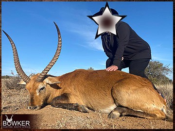 Trophy Hunting South Africa 107 Red Lechwe trophy hunted in South Africa.