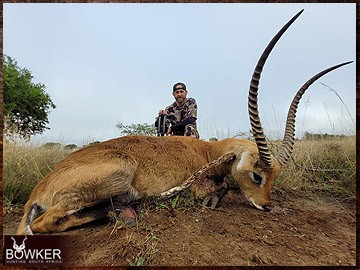 Trophy Hunting South Africa 115 Red Lechwe trophy hunted in South Africa.