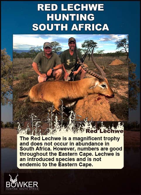 Red Lechwe Hunting. All You Need to Know About Lechwe Hunts 38 Magnificent Red Lechwe trophy.