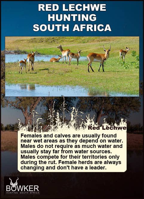 Red Lechwe Hunting. All You Need to Know About Lechwe Hunts 40 Red Lechwe family group near water.