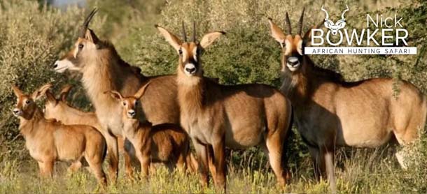 Roan Antelope females with young. Both males and females have horns. The males horns are longer and heavier. Females with young. Both males and females have horns.