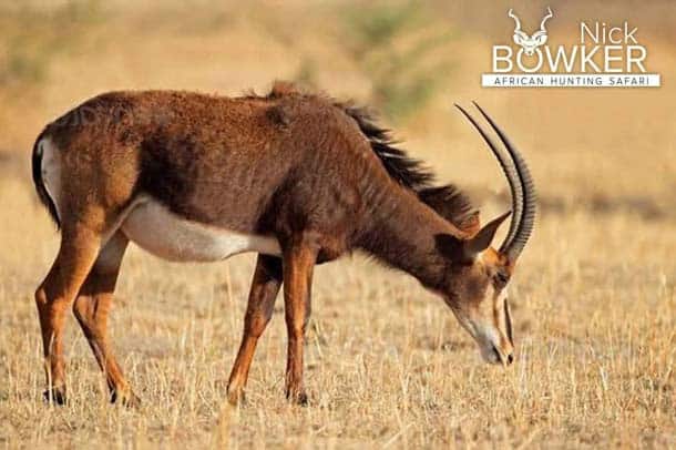 Sable Antelope female. Females have shorter horns and are lighter in color. Female grazing on the plains
