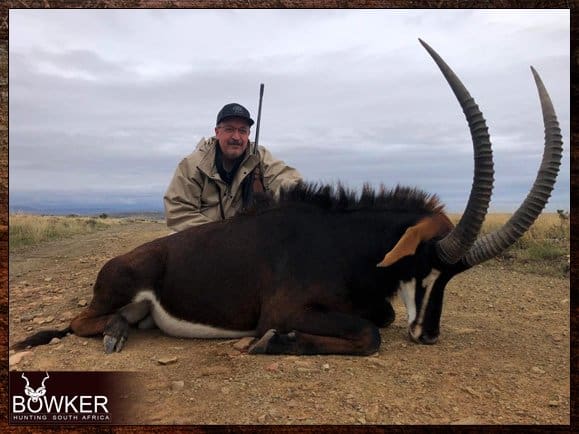 The Thrill of Sable Antelope Hunting: Guide to Hunting Sable 18 Hunting safari style in Africa