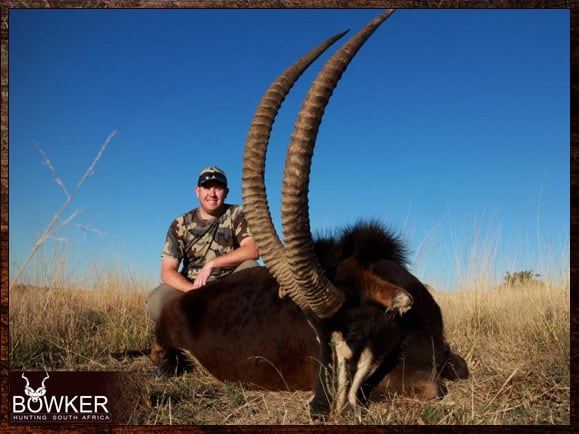 The Thrill of Sable Antelope Hunting: Guide to Hunting Sable 33 Sable hunted safari style in South Africa.