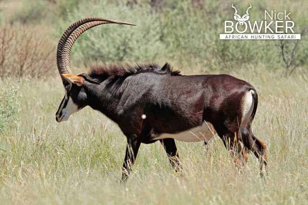 Sable hunting - Shot placement for Sable antelope hunting Sable hunting - Shot placement for Sable antelope hunting