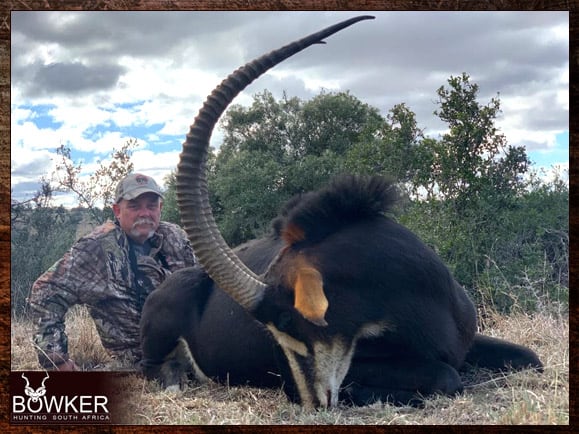 The Thrill of Sable Antelope Hunting: Guide to Hunting Sable 8 Sable Antelope hunting in South Africa