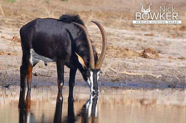Sable Antelope male drinking water. Botha males and females have horns. The male horns are longer and heavier. Male drinking water. Botha males and females have horns.