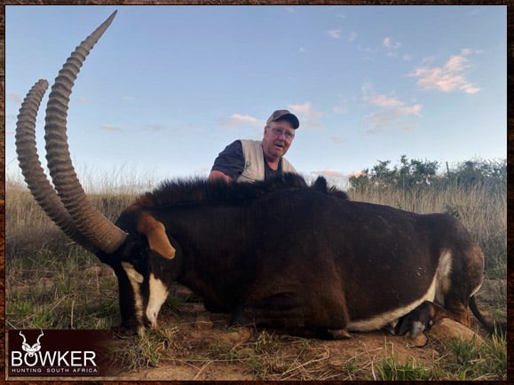 African Management and Trophy Hunt 2 Sable antelope management hunt with Nick Bowker.