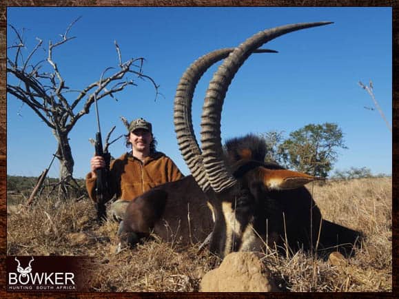 The Thrill of Sable Antelope Hunting: Guide to Hunting Sable 17 Trophy hunting in South Africa.