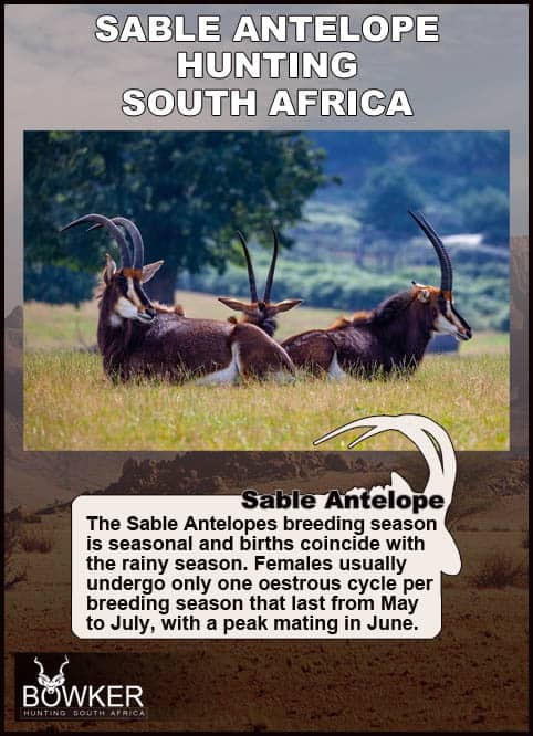 The Thrill of Sable Antelope Hunting: Guide to Hunting Sable 47 Breeding females under a tree.