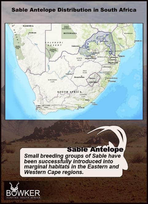 The Thrill of Sable Antelope Hunting: Guide to Hunting Sable 48 Distribution across Africa.