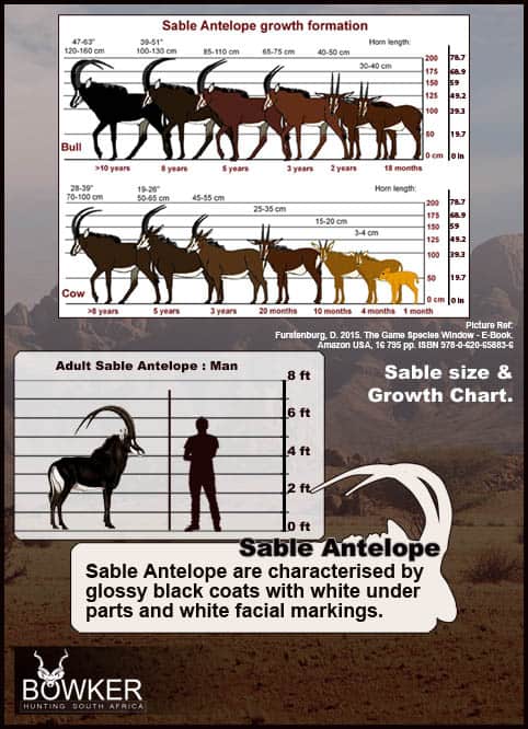 The Thrill of Sable Antelope Hunting: Guide to Hunting Sable 45 Sable size and weight development over time.