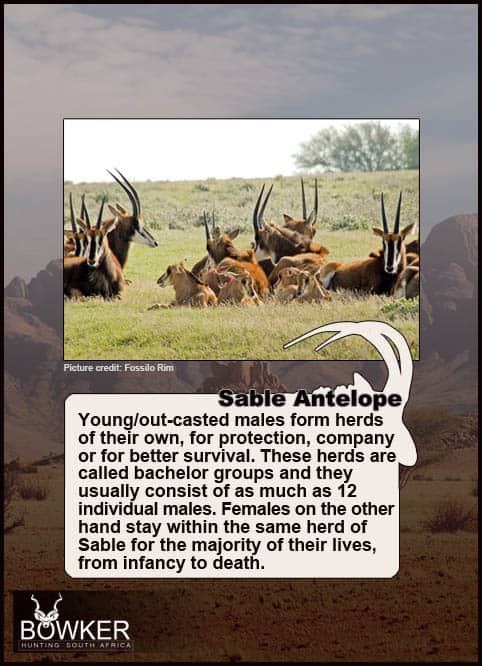 The Thrill of Sable Antelope Hunting: Guide to Hunting Sable 46 Sable with young on the plains. Young males are pushed out the herd.