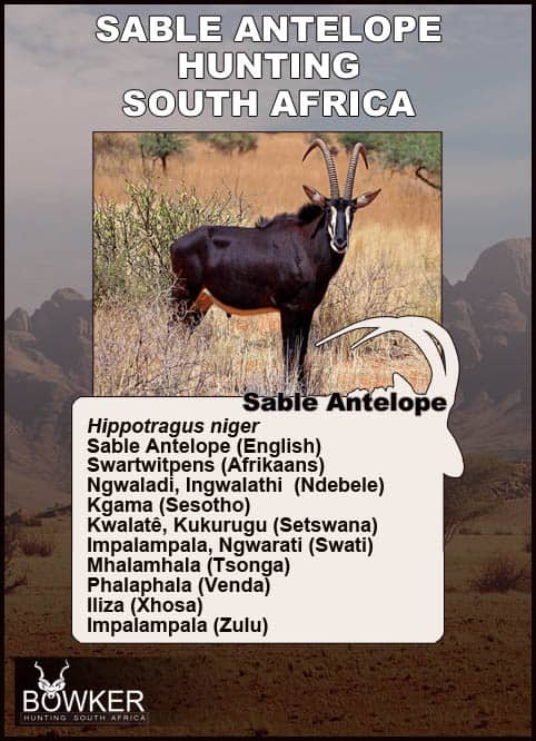 The Thrill of Sable Antelope Hunting: Guide to Hunting Sable 41 Sable in the grass lands. Sable local names in African languages.