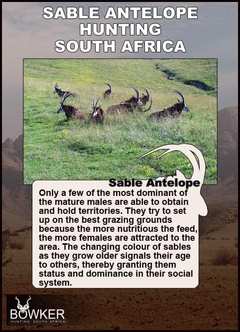 The Thrill of Sable Antelope Hunting: Guide to Hunting Sable 44 Herd on the plains with a dominant male.
