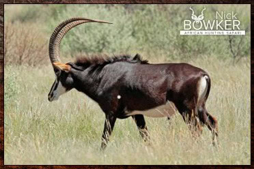Sable and Nyala are the signature trophies in our starter $6500. package. Sable and Nyala are the signature trophies in our starter $6500. package.