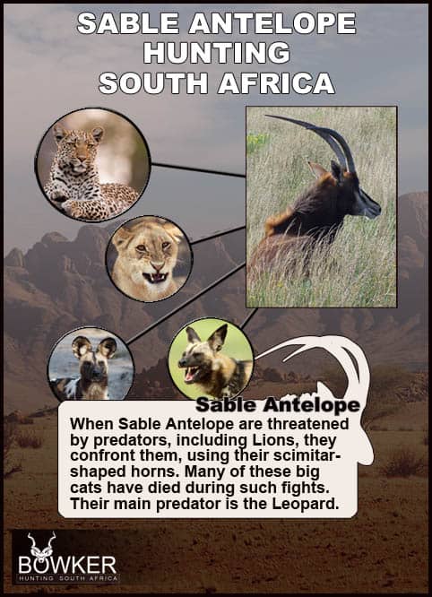 The Thrill of Sable Antelope Hunting: Guide to Hunting Sable 43 Predators include lion.