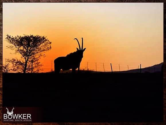 African Safari 18 Sable antelope trophy at sunset