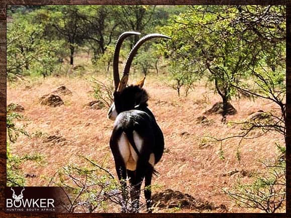 African Cull Hunt - come and enjoy some Trigger Time 9 Enjoying dinner on our safari.