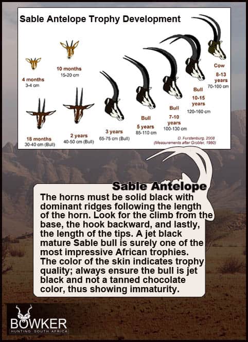 The Thrill of Sable Antelope Hunting: Guide to Hunting Sable 42 Sable horn development over time.