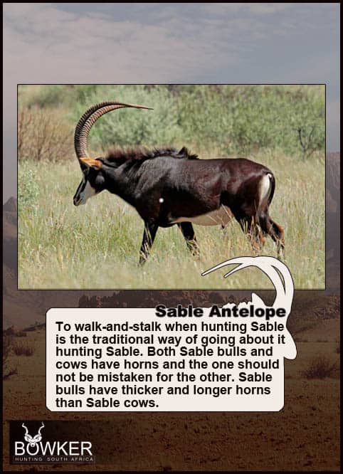 The Thrill of Sable Antelope Hunting: Guide to Hunting Sable 40 Sable on the savanna. Sable are hunted by walk and stalk.