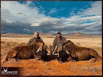 Trophy Hunting South Africa 178 south African black wildebeest safari.