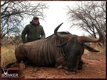 Trophy Hunting South Africa 16 South African blue wildebeest safari.
