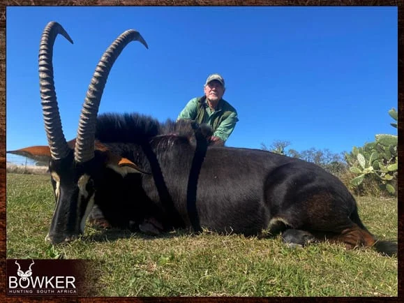 Hunt in South Africa - A Guide to South African Hunting Safaris 2 South African sable antelope hunt.