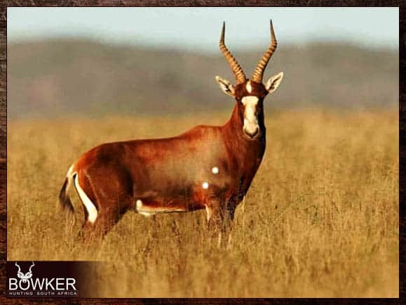 African Cull Hunt - come and enjoy some Trigger Time 7 Blesbok are included in a south African plains game cull hunt.