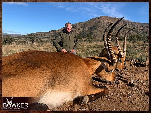Red Lechwe Hunting. All You Need to Know About Lechwe Hunts 8 South African red lechwe safari hunting