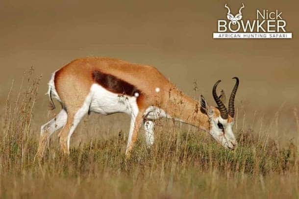 Shot placement should be on the bottom third of the shoulder. Shot placement should be on the bottom third of the shoulder for springbok hunting.