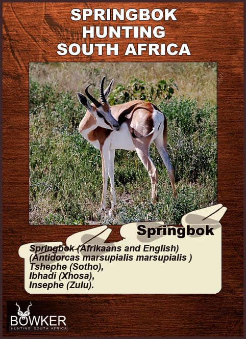 Four color phases exist Springbok names in African languages.
