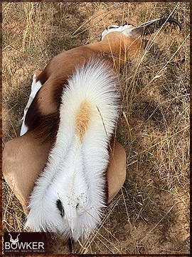 Trophy Hunting South Africa 16 Springbok trophy.