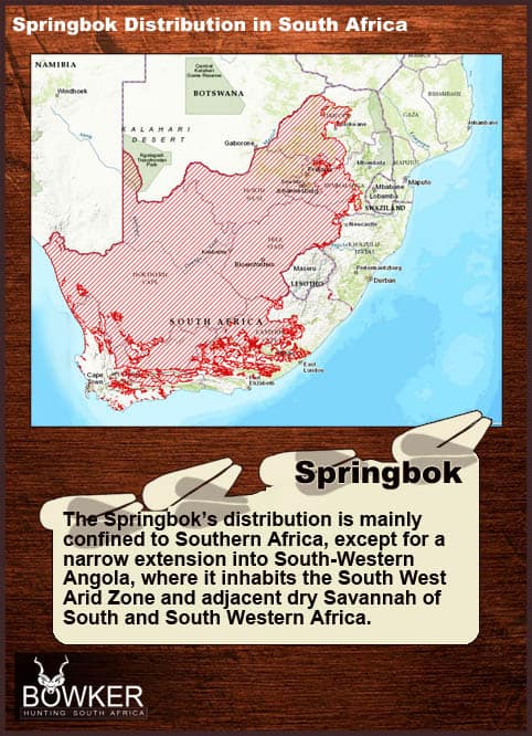 Prancing springbok Distribution in South Africa.