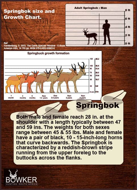 springbok mother and lamb Springbok growth evolution over time.