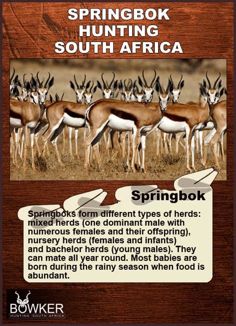 The Springbok Springbok herd on the plains.