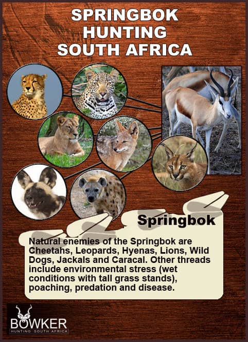 Springbok herd Predators include the jackal.