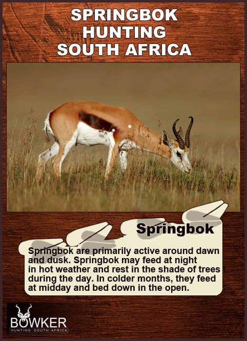 Springbok growth evolution Shot placement for springbok hunting.