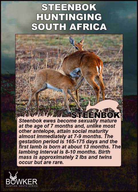 Steenbok Hunting - All You Need to Known About Hunting Steenbok 27 Mother and lamb on the plains in Africa