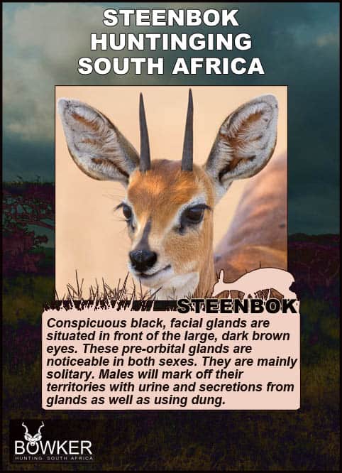 Steenbok Hunting - All You Need to Known About Hunting Steenbok 22 Steenbok description and facial glands.