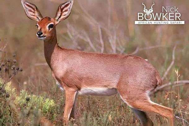 Steenbok female camouflaged in the grass. Females do not have horns. Female camouflaged in the grass. Females do not have horns.