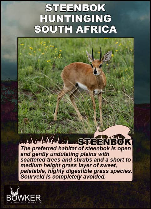 Steenbok Hunting - All You Need to Known About Hunting Steenbok 26 Steenbok habitat in South Africa.