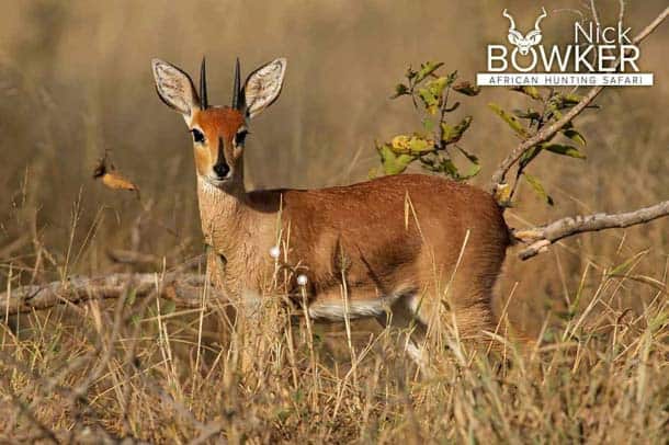 Shot placement should be on the bottom third of the shoulder for steenbok hunting. Shot placement should be on the bottom third of the shoulder for steenbok hunting.