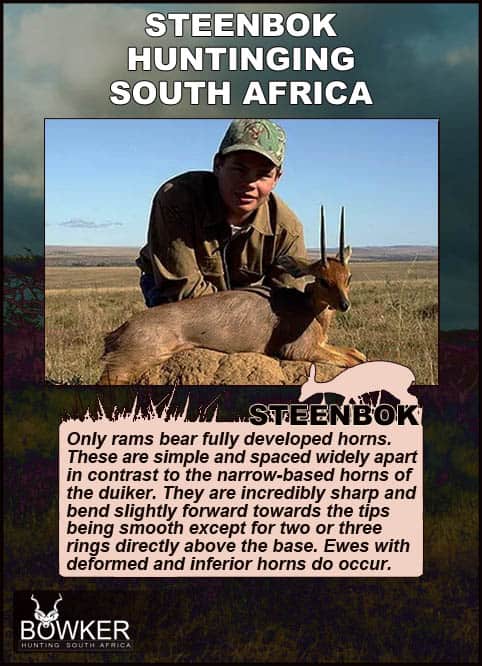 Steenbok Hunting - All You Need to Known About Hunting Steenbok 30 Steenbok Trophy hunting in South Africa.