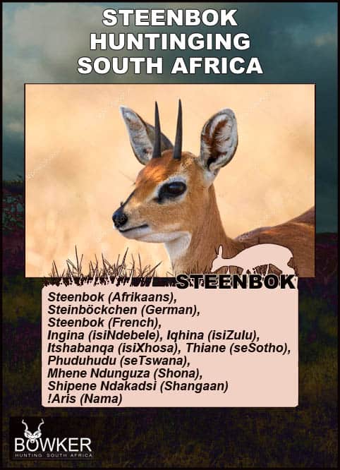 Steenbok Hunting - All You Need to Known About Hunting Steenbok 21 Description of the steenbok.